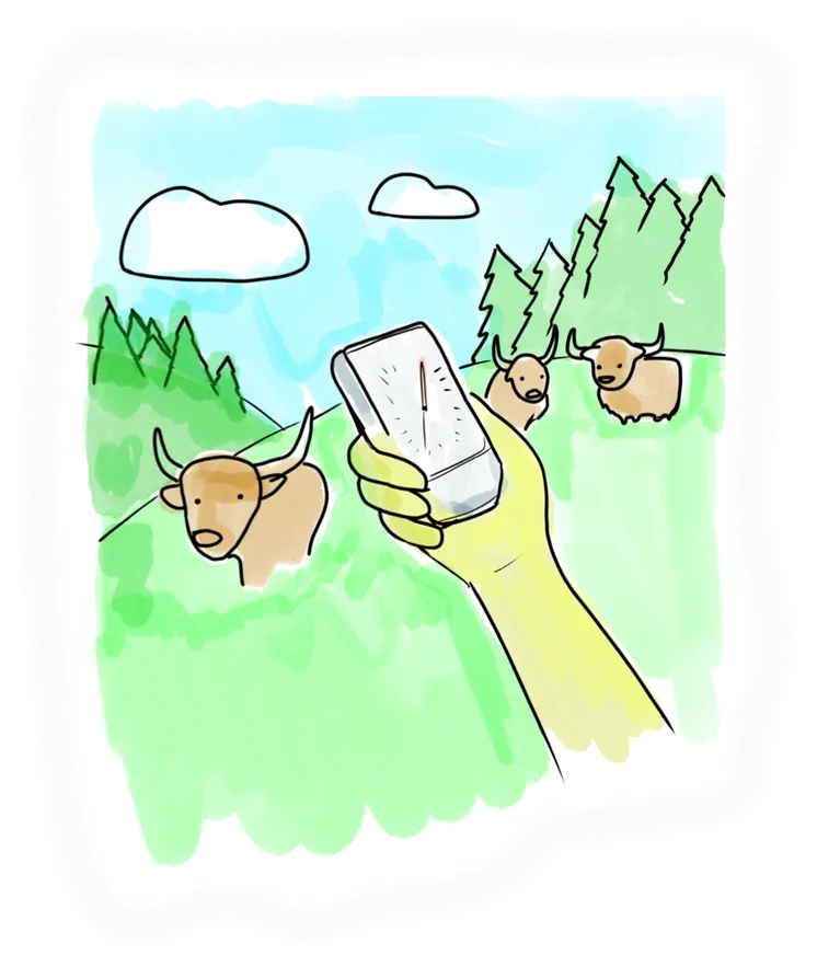Yaks grazing